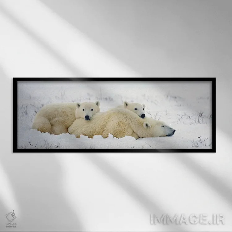 تابلو خرسهای قطبی کانادا ۱۰ اثر میگل لاسا - نمای قابدار مشکی