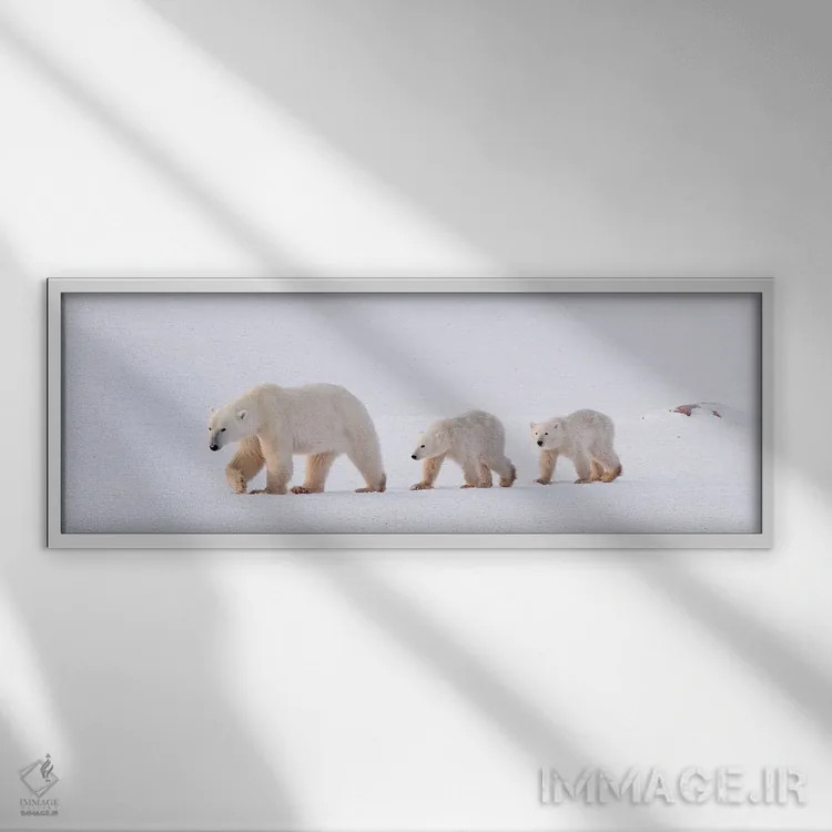 تابلو خرسهای قطبی کانادا ۴۵ اثر میگل لاسا - نمای قابدار سفید