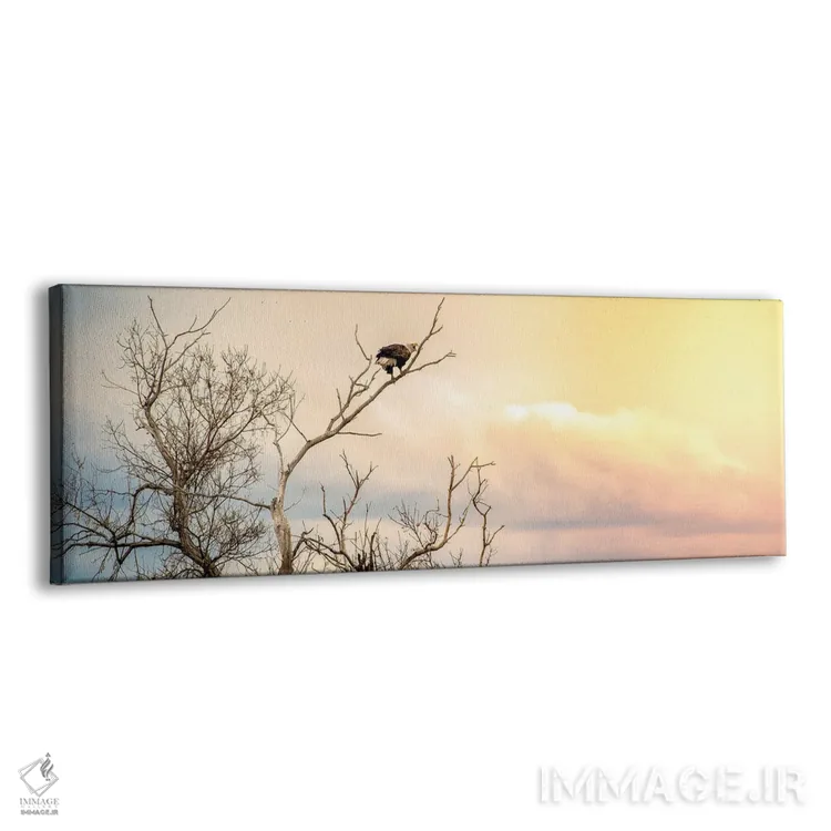 تابلو عقاب کلهسفید نشسته روی شاخه با آسمان تماشایی اثر نیک ریو - نمای پرسپکتیو محصول