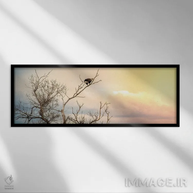 تابلو عقاب کلهسفید نشسته روی شاخه با آسمان تماشایی اثر نیک ریو - نمای قابدار مشکی