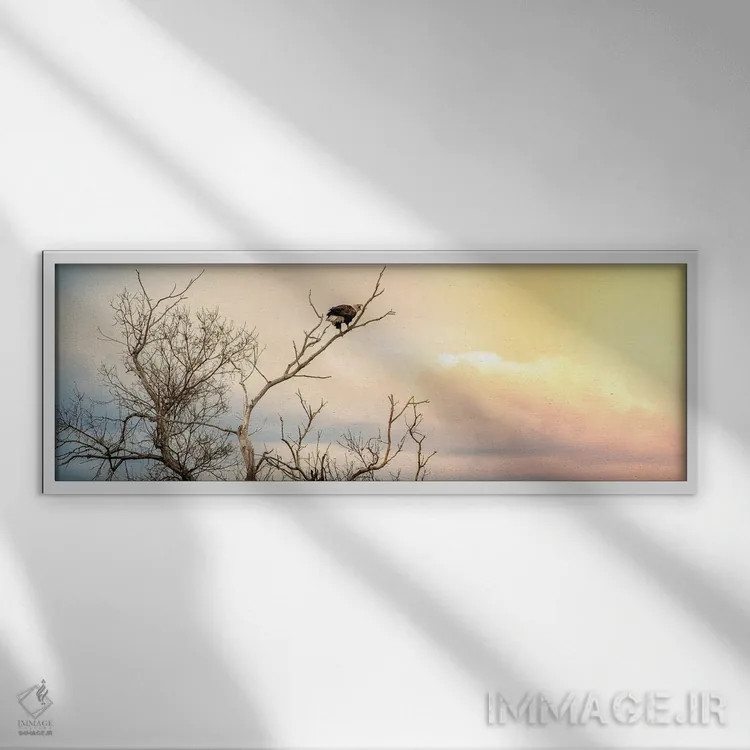 تابلو عقاب کلهسفید نشسته روی شاخه با آسمان تماشایی اثر نیک ریو - نمای قابدار سفید