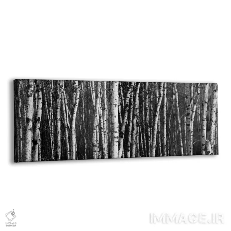 تابلو پانورامای جنگل توس اثر نیک ریو - نمای پرسپکتیو محصول