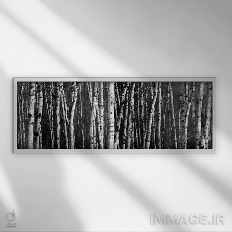 تابلو پانورامای جنگل توس اثر نیک ریو - نمای قابدار سفید
