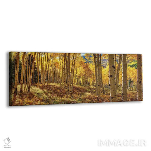تابلو پانورامای جنگل آسپن پاییزی کلرادو اثر اولنا آرت (استودیو هنری) - نمای پرسپکتیو محصول