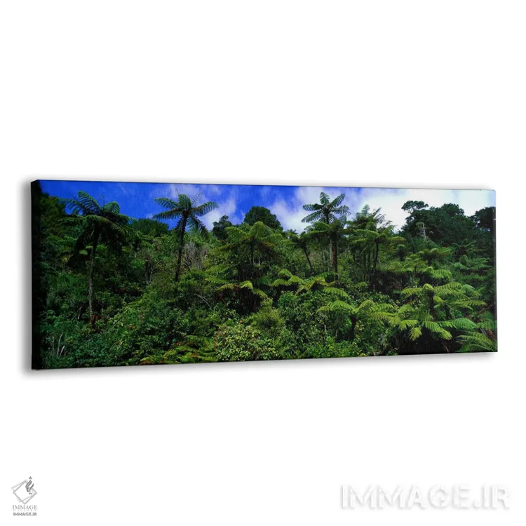 تابلو جنگل بارانی پارک ملی پاپاروا، جزیره جنوبی، نیوزیلند اثر پانورامیک ایمجز (استودیو عکاسی عریض) - نمای پرسپکتیو محصول