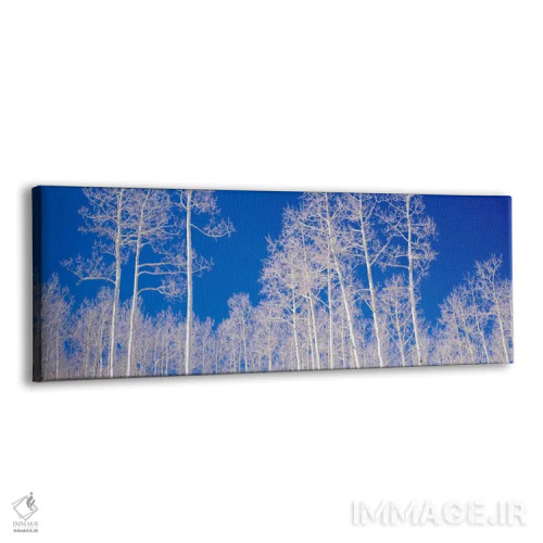 تابلو Utah, USA" - "نمایی از درختان اسپن در یک جنگل، یوتا، ایالات متحده" اثر پانورامیک ایمجز (استودیو عکاسی عریض) - نمای پرسپکتیو محصول