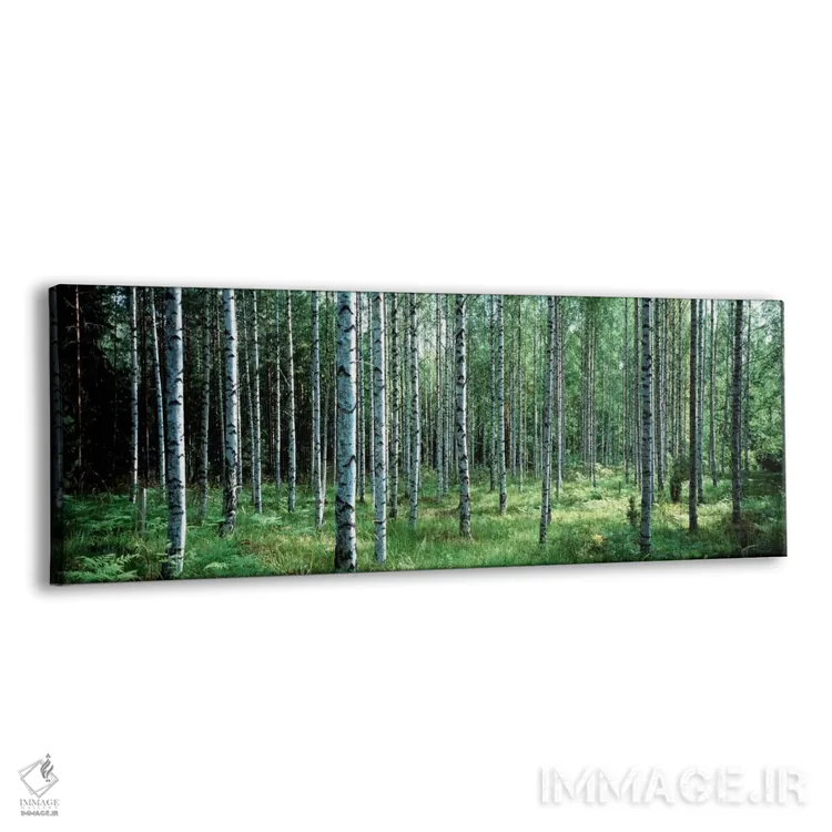 تابلو Finland" - "درختان سفید بیره، پارک ملی آولانکو، فنلاند" اثر پانورامیک ایمجز (استودیو عکاسی عریض) - نمای پرسپکتیو محصول