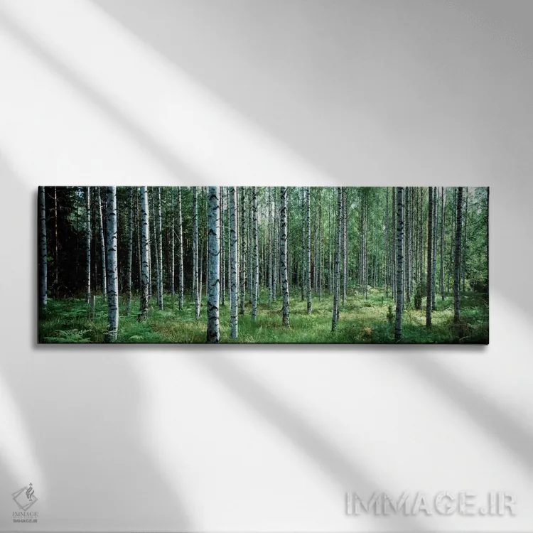تابلو Finland" - "درختان سفید بیره، پارک ملی آولانکو، فنلاند" اثر پانورامیک ایمجز (استودیو عکاسی عریض) - نمای روبهرو روی دیوار