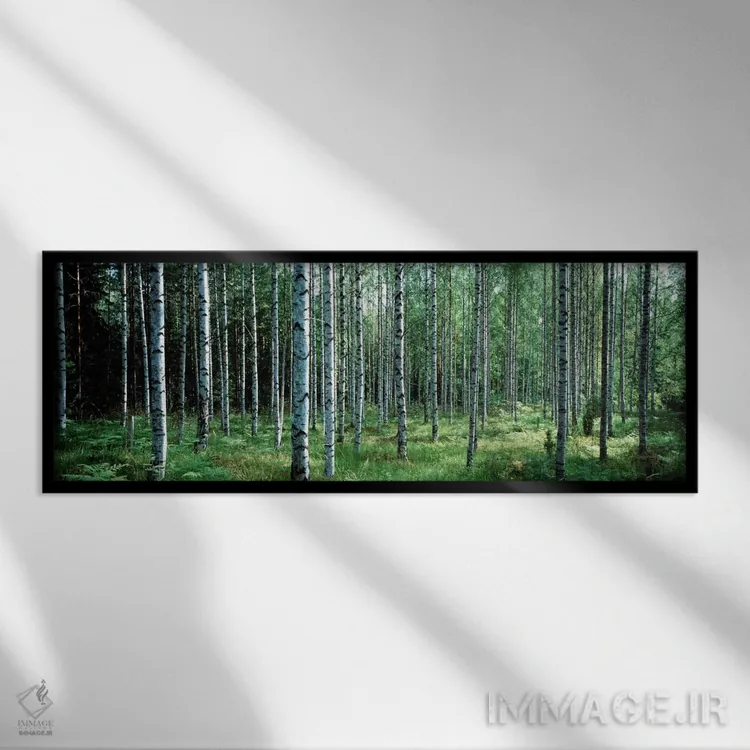 تابلو Finland" - "درختان سفید بیره، پارک ملی آولانکو، فنلاند" اثر پانورامیک ایمجز (استودیو عکاسی عریض) - نمای قابدار مشکی