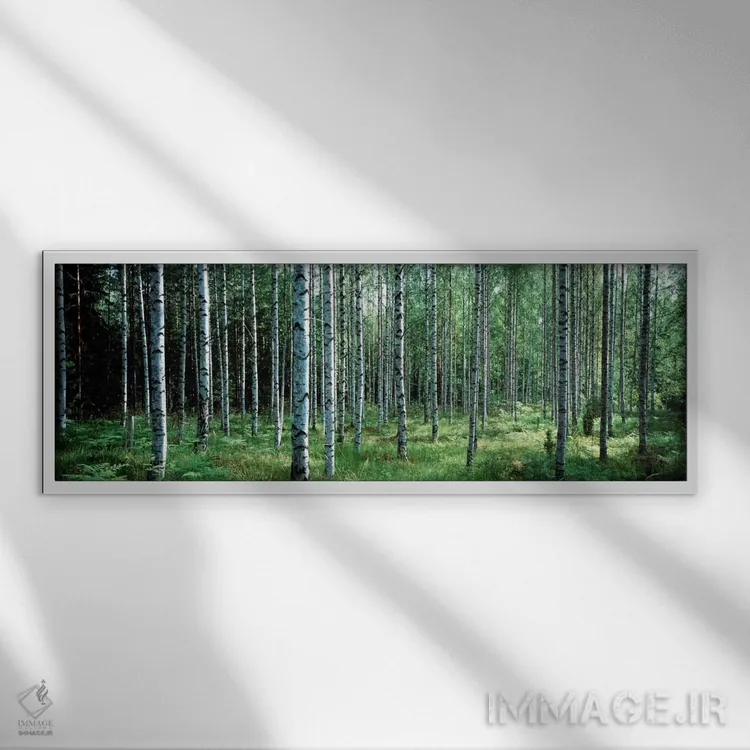 تابلو Finland" - "درختان سفید بیره، پارک ملی آولانکو، فنلاند" اثر پانورامیک ایمجز (استودیو عکاسی عریض) - نمای قابدار سفید