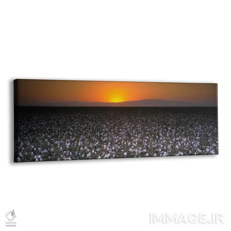 تابلو San Joaquin Valley, California, USA" - "مزرعه پنبه در غروب، دره سن خواکین، کالیفرنیا، ایالات متحده" اثر پانورامیک ایمجز (استودیو عکاسی عریض) - نمای پرسپکتیو محصول