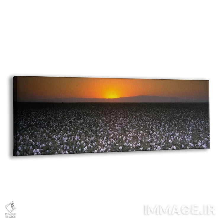 تابلو San Joaquin Valley, California, USA" - "مزرعه پنبه در غروب، دره سن خواکین، کالیفرنیا، ایالات متحده" اثر پانورامیک ایمجز (استودیو عکاسی عریض) - نمای پرسپکتیو محصول