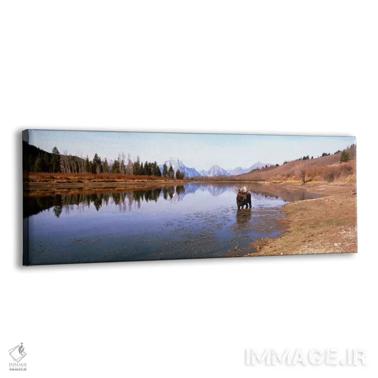 تابلو گاو موس (گوزن شمالی) در پارک ملی گرند تتون (وایومینگ، آمریکا) اثر پانورامیک ایمجز (استودیو عکاسی عریض) - نمای پرسپکتیو محصول