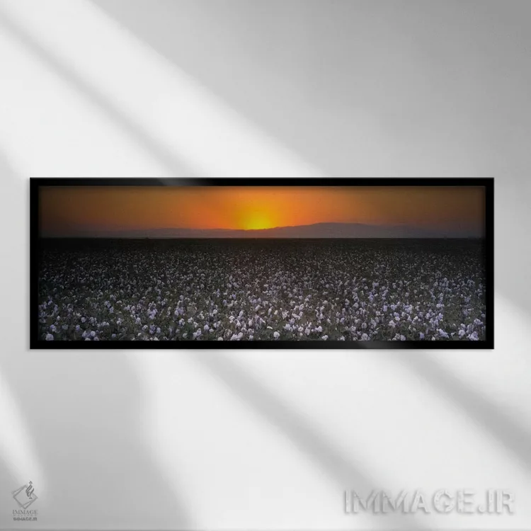 تابلو San Joaquin Valley, California, USA" - "مزرعه پنبه در غروب، دره سن خواکین، کالیفرنیا، ایالات متحده" اثر پانورامیک ایمجز (استودیو عکاسی عریض) - نمای قابدار مشکی