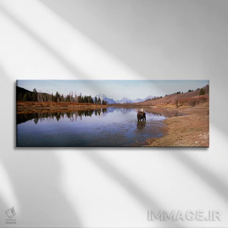 تابلو گاو موس (گوزن شمالی) در پارک ملی گرند تتون (وایومینگ، آمریکا) اثر پانورامیک ایمجز (استودیو عکاسی عریض) - نمای روبهرو روی دیوار