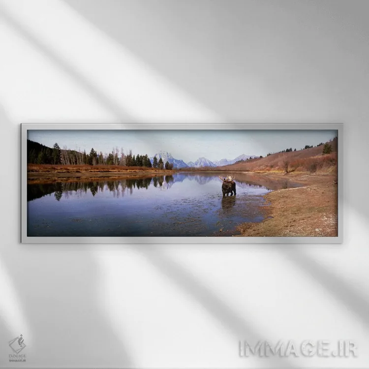 تابلو گاو موس (گوزن شمالی) در پارک ملی گرند تتون (وایومینگ، آمریکا) اثر پانورامیک ایمجز (استودیو عکاسی عریض) - نمای قابدار سفید