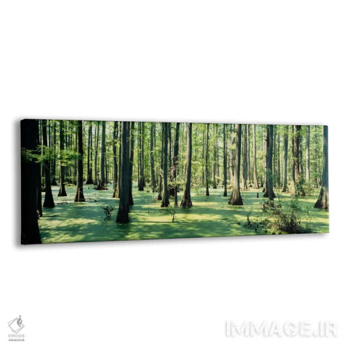 تابلو درختان سایپرس در یک جنگل، جنگل ملی شاوینی، ایلینوی، ایالات متحده آمریکا اثر پانورامیک ایمجز (استودیو عکاسی عریض) - نمای پرسپکتیو محصول