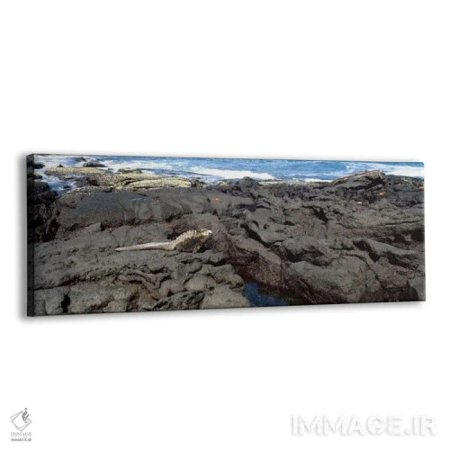 تابلو ایگوانای دریایی (Amblyrhynchus cristatus) بر روی سنگ آتشفشانی، جزیره ایزابل، جزایر گالاپاگوس، اکوادور اثر پانورامیک ایمجز (استودیو عکاسی عریض) - نمای پرسپکتیو محصول