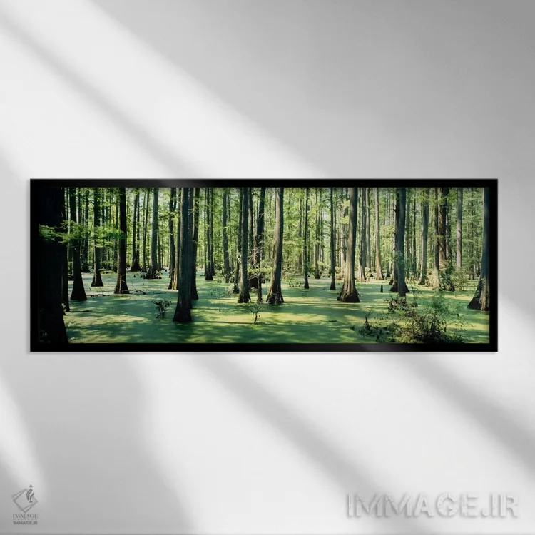 تابلو درختان سایپرس در یک جنگل، جنگل ملی شاوینی، ایلینوی، ایالات متحده آمریکا اثر پانورامیک ایمجز (استودیو عکاسی عریض) - نمای قابدار مشکی