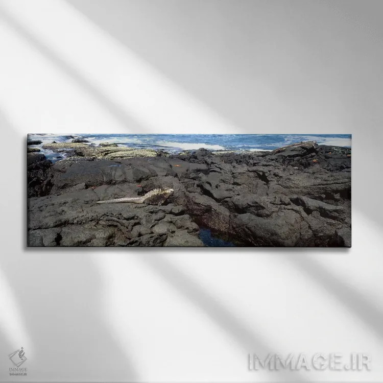 تابلو ایگوانای دریایی (Amblyrhynchus cristatus) بر روی سنگ آتشفشانی، جزیره ایزابل، جزایر گالاپاگوس، اکوادور اثر پانورامیک ایمجز (استودیو عکاسی عریض) - نمای روبهرو روی دیوار