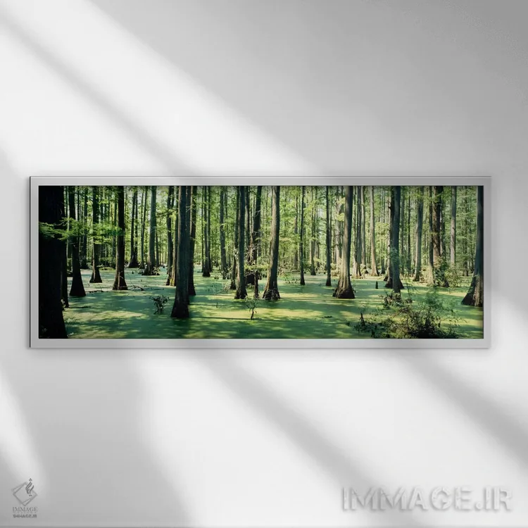 تابلو درختان سایپرس در یک جنگل، جنگل ملی شاوینی، ایلینوی، ایالات متحده آمریکا اثر پانورامیک ایمجز (استودیو عکاسی عریض) - نمای قابدار سفید
