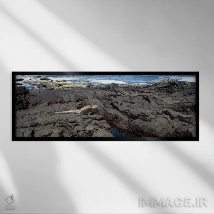 تابلو ایگوانای دریایی (Amblyrhynchus cristatus) بر روی سنگ آتشفشانی، جزیره ایزابل، جزایر گالاپاگوس، اکوادور اثر پانورامیک ایمجز (استودیو عکاسی عریض) - نمای قابدار مشکی