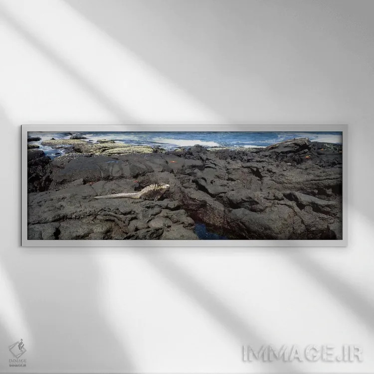 تابلو ایگوانای دریایی (Amblyrhynchus cristatus) بر روی سنگ آتشفشانی، جزیره ایزابل، جزایر گالاپاگوس، اکوادور اثر پانورامیک ایمجز (استودیو عکاسی عریض) - نمای قابدار سفید