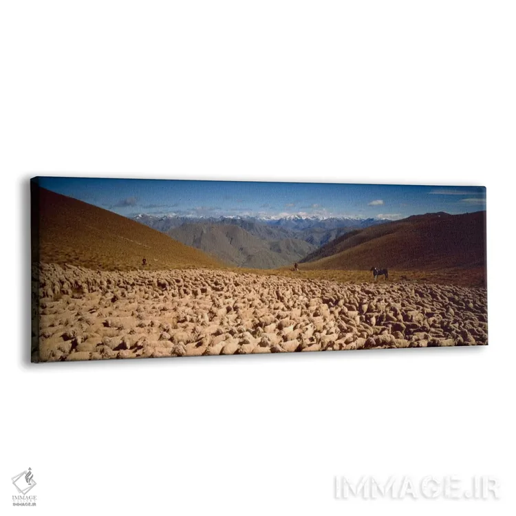 تابلو گوسفندان، اوتاگو، نیوزیلند اثر پانورامیک ایمجز (استودیو عکاسی عریض) - نمای پرسپکتیو محصول