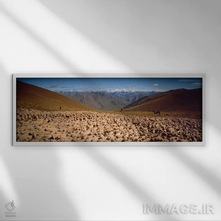 تابلو گوسفندان، اوتاگو، نیوزیلند اثر پانورامیک ایمجز (استودیو عکاسی عریض) - نمای قابدار سفید