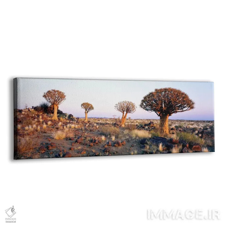 تابلو درختان کمان، نامیبیا، آفریقا اثر پانورامیک ایمجز (استودیو عکاسی عریض) - نمای پرسپکتیو محصول
