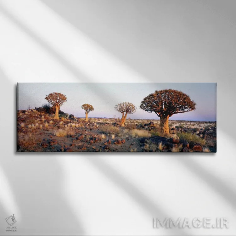 تابلو درختان کمان، نامیبیا، آفریقا اثر پانورامیک ایمجز (استودیو عکاسی عریض) - نمای روبهرو روی دیوار