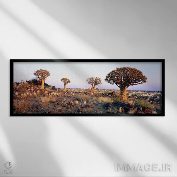تابلو درختان کمان، نامیبیا، آفریقا اثر پانورامیک ایمجز (استودیو عکاسی عریض) - نمای قابدار مشکی