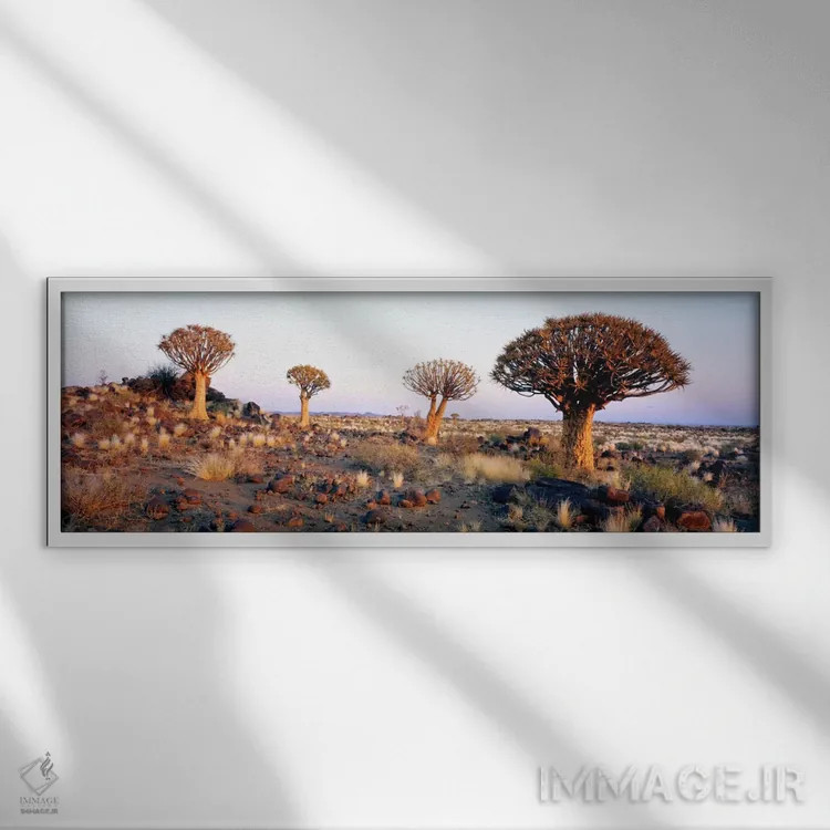تابلو درختان کمان، نامیبیا، آفریقا اثر پانورامیک ایمجز (استودیو عکاسی عریض) - نمای قابدار سفید