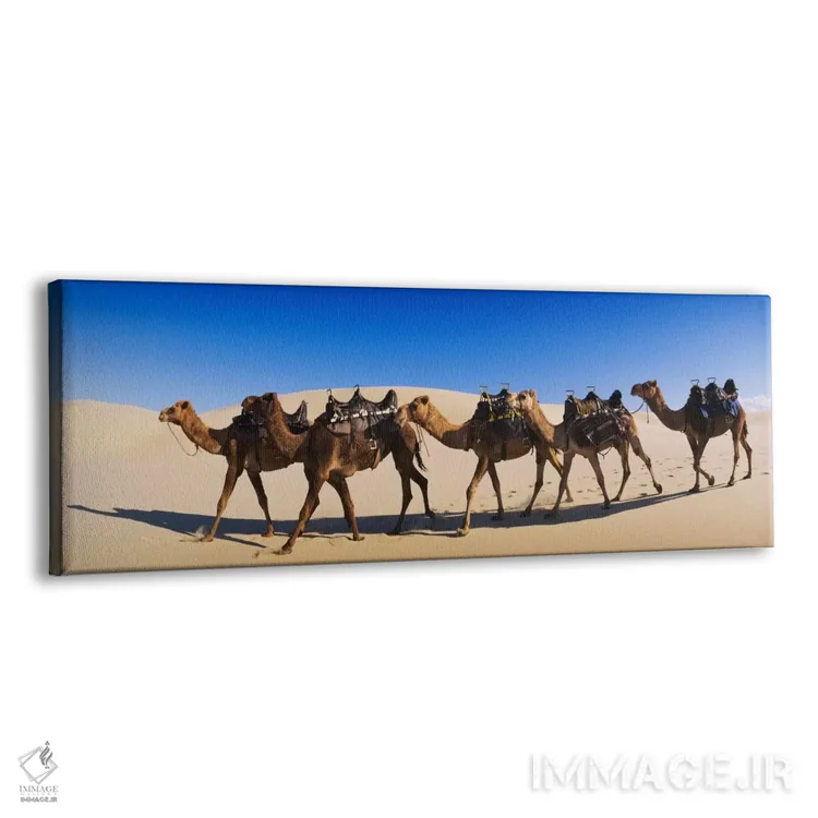 تابلو شترها در حال راه رفتن در بیابان اثر پانورامیک ایمجز (استودیو عکاسی عریض) - نمای پرسپکتیو محصول