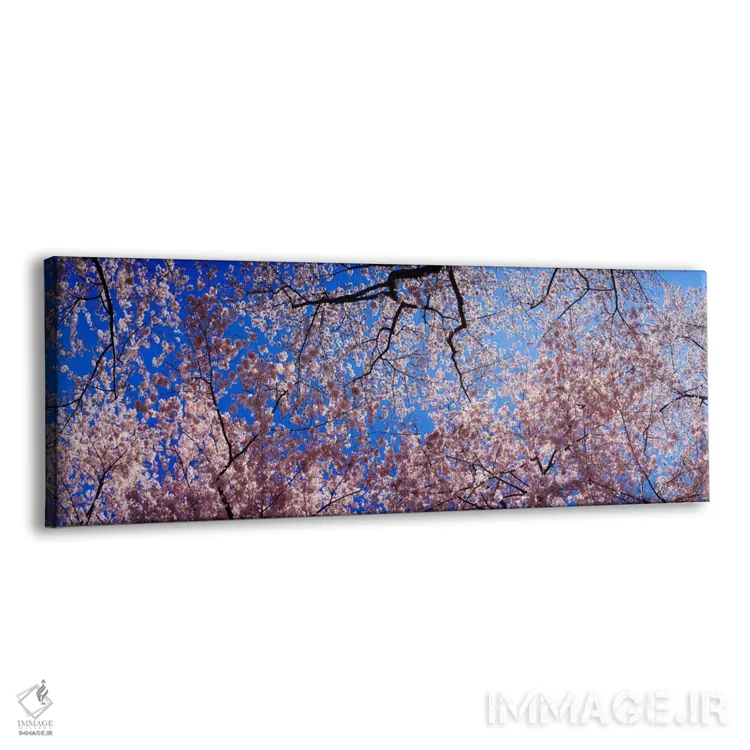 تابلو USA" - "نمای کمزاویه از درختان شکوفه گیلاس، ایالت واشنگتن، ایالات متحده" اثر پانورامیک ایمجز (استودیو عکاسی عریض) - نمای پرسپکتیو محصول