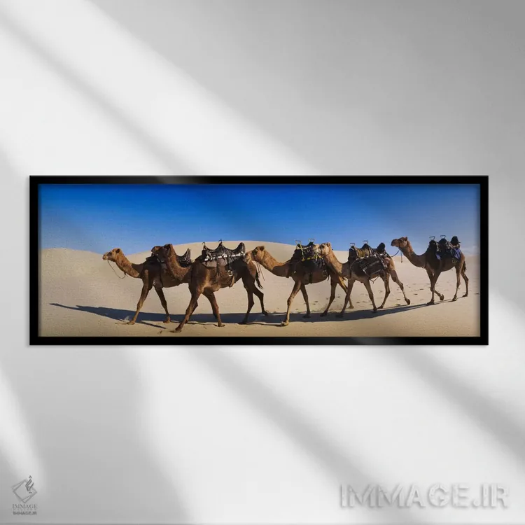 تابلو شترها در حال راه رفتن در بیابان اثر پانورامیک ایمجز (استودیو عکاسی عریض) - نمای قابدار مشکی