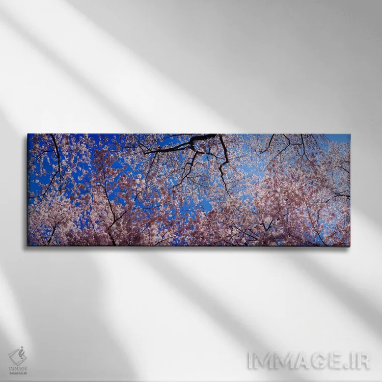 تابلو USA" - "نمای کمزاویه از درختان شکوفه گیلاس، ایالت واشنگتن، ایالات متحده" اثر پانورامیک ایمجز (استودیو عکاسی عریض) - نمای روبهرو روی دیوار