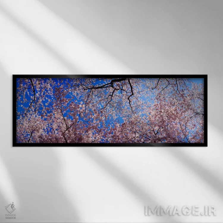 تابلو USA" - "نمای کمزاویه از درختان شکوفه گیلاس، ایالت واشنگتن، ایالات متحده" اثر پانورامیک ایمجز (استودیو عکاسی عریض) - نمای قابدار مشکی