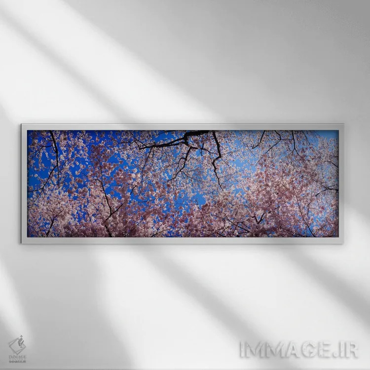 تابلو USA" - "نمای کمزاویه از درختان شکوفه گیلاس، ایالت واشنگتن، ایالات متحده" اثر پانورامیک ایمجز (استودیو عکاسی عریض) - نمای قابدار سفید