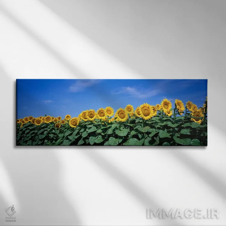 تابلو Bogue, Kansas, USA" - "مزرعهٔ گل آفتابگردانها، بوگ، کانزاس، ایالات متحده" اثر پانورامیک ایمجز (استودیو عکاسی عریض) - نمای روبهرو روی دیوار