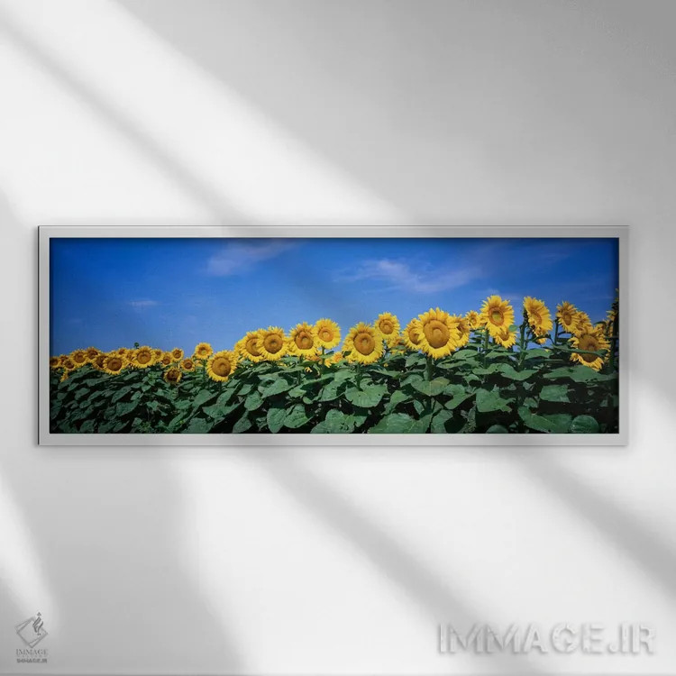 تابلو Bogue, Kansas, USA" - "مزرعهٔ گل آفتابگردانها، بوگ، کانزاس، ایالات متحده" اثر پانورامیک ایمجز (استودیو عکاسی عریض) - نمای قابدار سفید