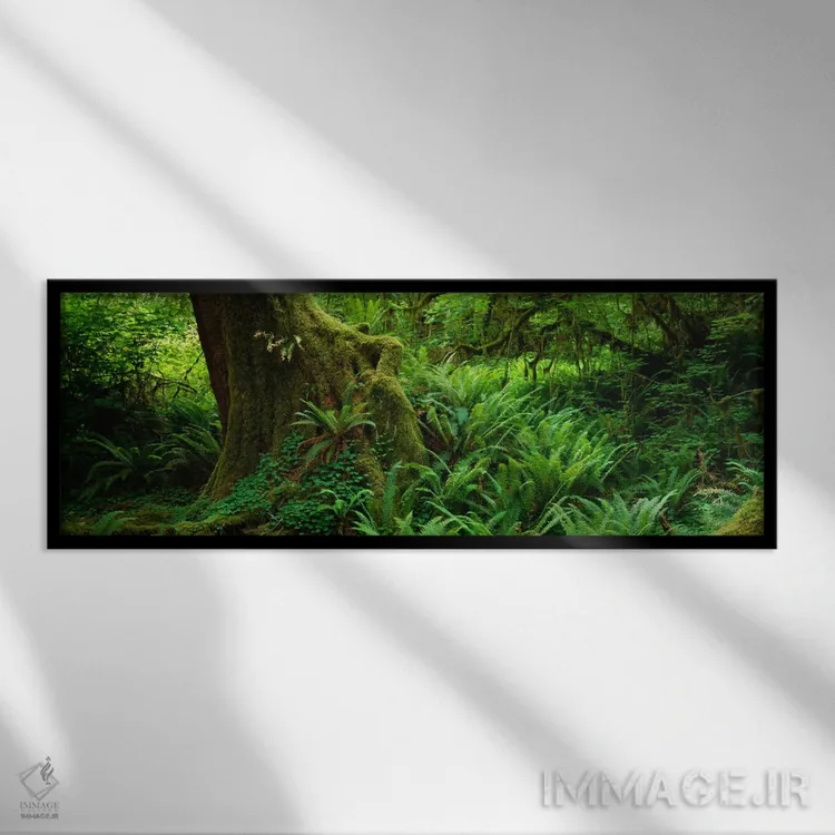 تابلو Hoh Rainforest, Olympic National Forest, Washington State, USA" - "سرخسها و پیچکها در کنار درختی با خزه، جنگل بارانی هوه، پارک ملی المپیک، ایالت واشنگتن، ایالات متحده آمریکا" اثر پانورامیک ایمجز (استودیو عکاسی عریض) - نمای قابدار مشکی