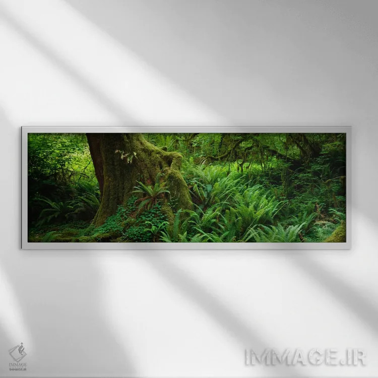 تابلو Hoh Rainforest, Olympic National Forest, Washington State, USA" - "سرخسها و پیچکها در کنار درختی با خزه، جنگل بارانی هوه، پارک ملی المپیک، ایالت واشنگتن، ایالات متحده آمریکا" اثر پانورامیک ایمجز (استودیو عکاسی عریض) - نمای قابدار سفید
