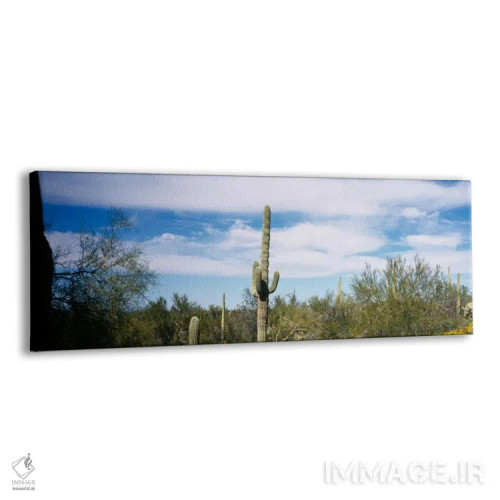 تابلو Organ Pipe Cactus National Monument, Arizona, USA" - "منظره بیابانی، بنای ملی ارگان پایپ ککتوس، آریزونا، ایالات متحده آمریکا" اثر پانورامیک ایمجز (استودیو عکاسی عریض) - نمای پرسپکتیو محصول