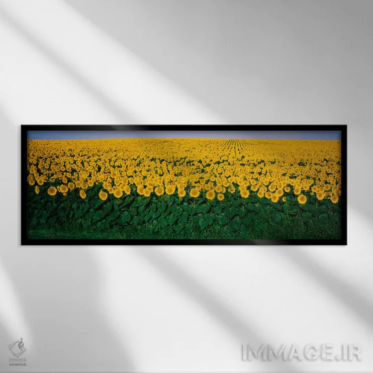 تابلو مزرعه گل آفتابگردان، مریلند، ایالات متحده اثر پانورامیک ایمجز (استودیو عکاسی عریض) - نمای قابدار مشکی