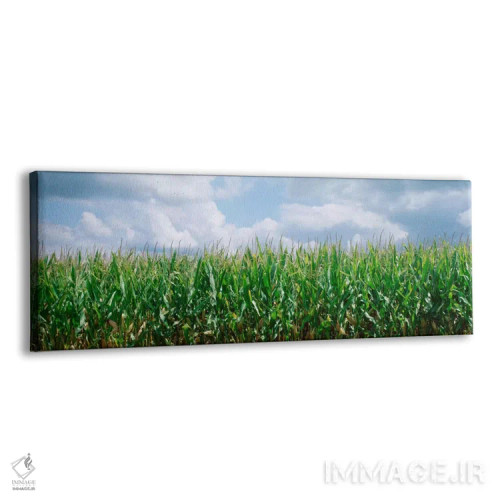تابلو ابرها بر فراز مزرعه ذرت، شهرستان کریستین، ایلینوی، ایالات متحده اثر پانورامیک ایمجز (استودیو عکاسی عریض) - نمای پرسپکتیو محصول