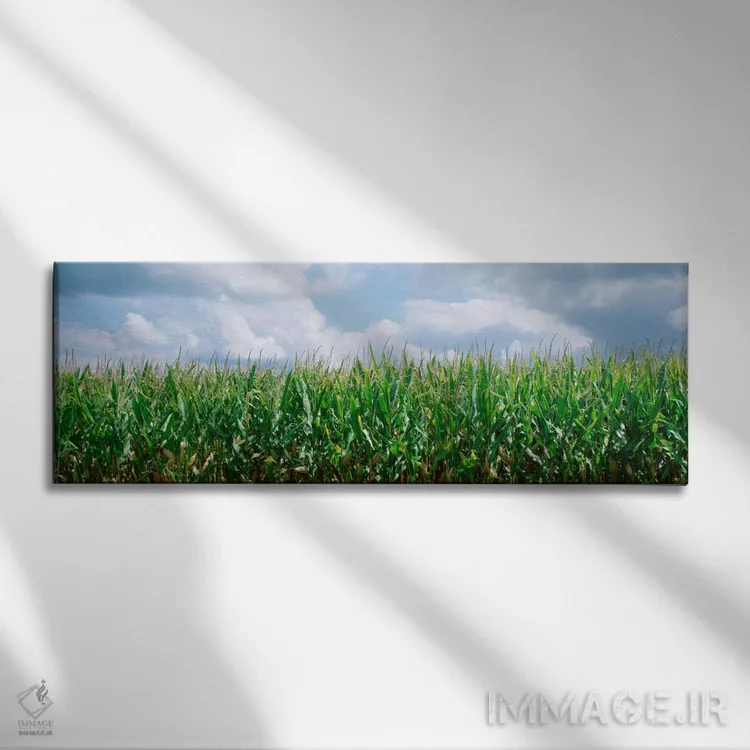 تابلو ابرها بر فراز مزرعه ذرت، شهرستان کریستین، ایلینوی، ایالات متحده اثر پانورامیک ایمجز (استودیو عکاسی عریض) - نمای روبهرو روی دیوار