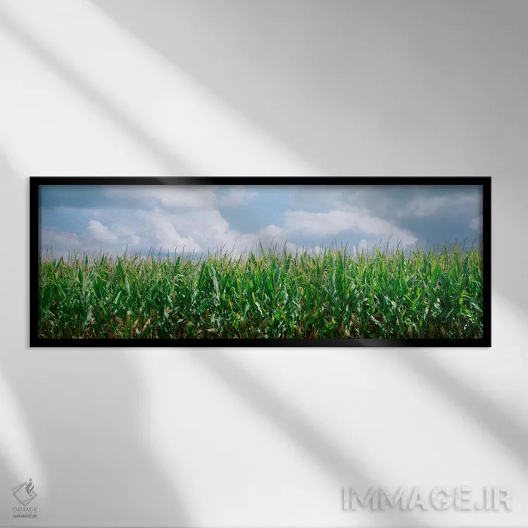 تابلو ابرها بر فراز مزرعه ذرت، شهرستان کریستین، ایلینوی، ایالات متحده اثر پانورامیک ایمجز (استودیو عکاسی عریض) - نمای قابدار مشکی