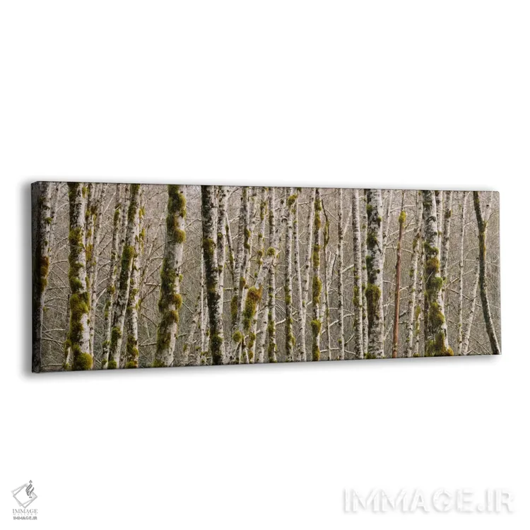 تابلو درختان در جنگل، درخت توس قرمز، پارک ملی المپیک، ایالت واشنگتن، ایالات متحده اثر پانورامیک ایمجز (استودیو عکاسی عریض) - نمای پرسپکتیو محصول