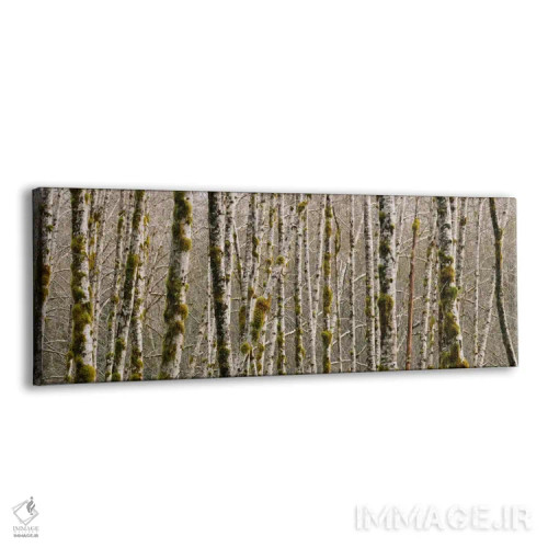 تابلو درختان در جنگل، درخت توس قرمز، پارک ملی المپیک، ایالت واشنگتن، ایالات متحده اثر پانورامیک ایمجز (استودیو عکاسی عریض) - نمای پرسپکتیو محصول